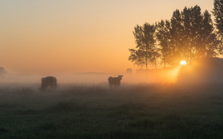 Cows grazing sunset fog silhouette - the sun in the background free wallpaper