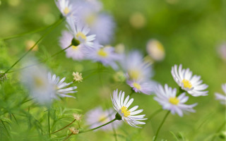 Flower field bokeh macro garden - the grass together free wallpaper