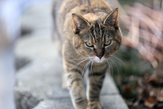 Cat wall sun blurry background - shallow free wallpaper