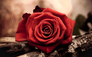 Red rose forest macro bouquet - a red rose free wallpaper for desktop