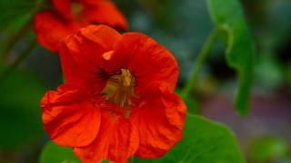 Red flower macro bokeh shallow - a red flower free wallpaper