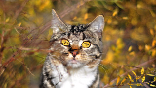 Surprised cat yellow eyes autumn - a bush free wallpaper for desktop