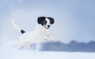 Dog jumping snow outdoors blue - his paw free wallpaper
