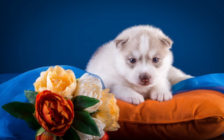 Puppy pillow flower blue shiba - a blue background behind free wallpaper