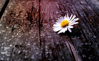 Daisy wooden table blurry background - a single daisy free wallpaper