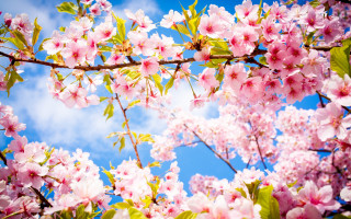 Pink flowers green leaves blue 4 - free spring wallpaper for desktop