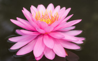 Pink flower black surface water 2 - simple form free wallpaper for desktop