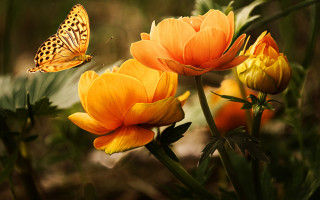 Blue butterfly over flower field - nature free wallpaper