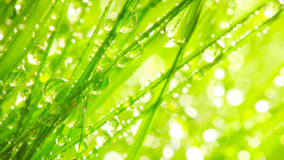Dew drops macro grass green - dew free wallpaper
