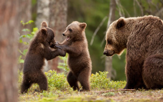 Three brown bears woods wildlife - the background and grass free wallpaper