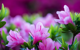 Pink flower bokeh leaves macro - pink flower free wallpaper