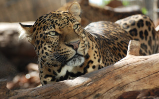 Leopard sad on branch naturalism - a leopard free wallpaper