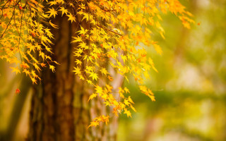 Fall leaves tree autumn blurry 3 - background of trees free wallpaper