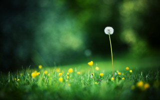 Dandelion field bokeh christmas nature - e. william gollings free wallpaper