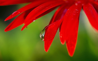 Red flower water drop macro - a drop of water free wallpaper