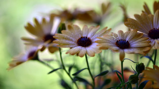 Yellow flower water droplets vase - yellow flower free wallpaper