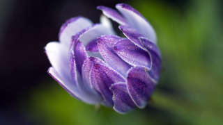 Purple flower water droplets macro 11 - petal and a blurry background free wallpaper