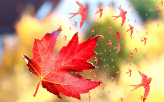 Red leaf tiny birds autumn - free autumn wallpaper