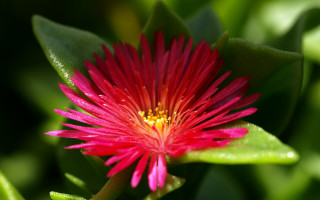 Red flower yellow center green 14 - a red flower free wallpaper