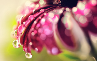 Flower water droplets macro bokeh - petal and a blurry background free wallpaper