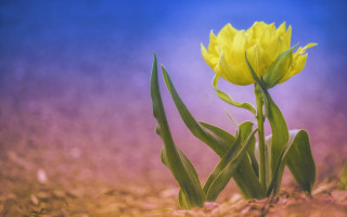 Yellow flower in field blue - grass and dirt free wallpaper