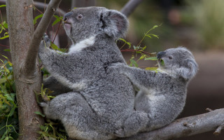 Koala cub tree branch zoo - her cub free wallpaper