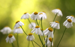White flowers yellow centers vase - a table in front free wallpaper