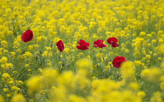 Red yellow flower field autumn - vivid color free wallpaper