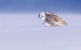 Snowy owl ground snow camera - arie smit free wallpaper for desktop