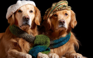 Dog hats scarves brown green - rembrandt style free wallpaper