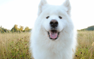 White dog tall grass smile - his tongue free wallpaper