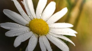 White flower water droplets macro 9 - petal free wallpaper