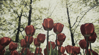 Red tulips autumn trees clouds - red tulip free wallpaper