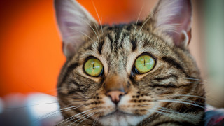 Black cat green eyes blurry 3 - symmetrical eye free wallpaper