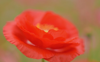 Red flower yellow center green 4 - a single flower free wallpaper