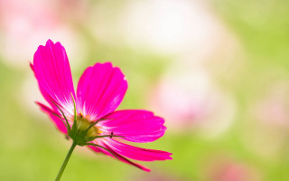 Pink flower blurry background macro 2 - cindy wright free wallpaper for desktop