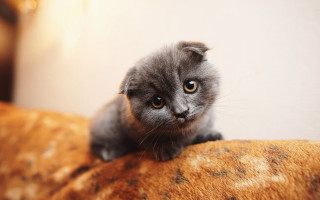 Small gray kitten brown couch - a small gray kitten free wallpaper