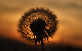 Dandelion sunset macro backlighting female - a dark sky in the background free wallpaper for desktop