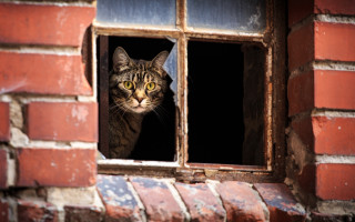 Cat window brick neoplasticism stock - winning free wallpaper