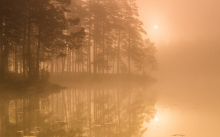 Foggy lake bench trees sunset - a foggy lake free wallpaper