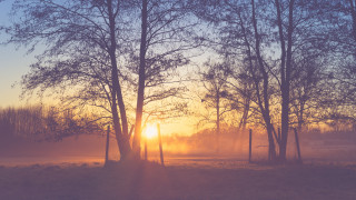 Sunset foggy field trees autumn - fog in the air free wallpaper