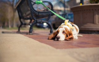 Dog leash bench arts crafts - a leash free wallpaper