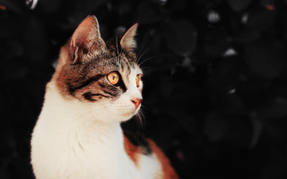 Yellow eyed cat brown white - orange eye free wallpaper