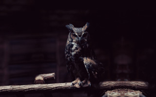 Owl branch dark room flemish - an owl free wallpaper