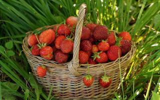 Basket strawberries grass sun nature - a basket of strawberries free wallpaper