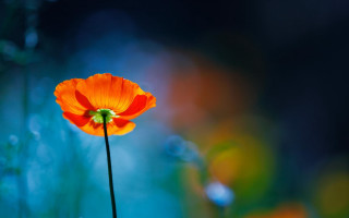 Orange flower glowing macro bokeh - rich color free wallpaper
