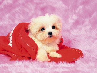 Small white dog red shirt - a pink blanket free wallpaper