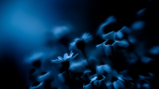 Flowers night blue blurry microscopic - derold page free wallpaper