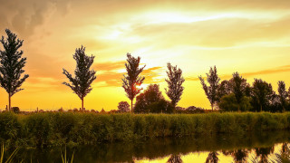 Sunset trees water yellow sky - tree and water free wallpaper