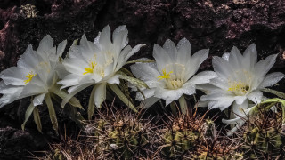 White flower rocky background water - hdr free wallpaper